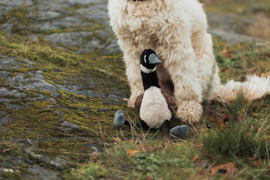 Val – Canada Goose