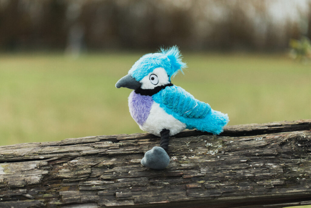 Kevin – Blue Jay