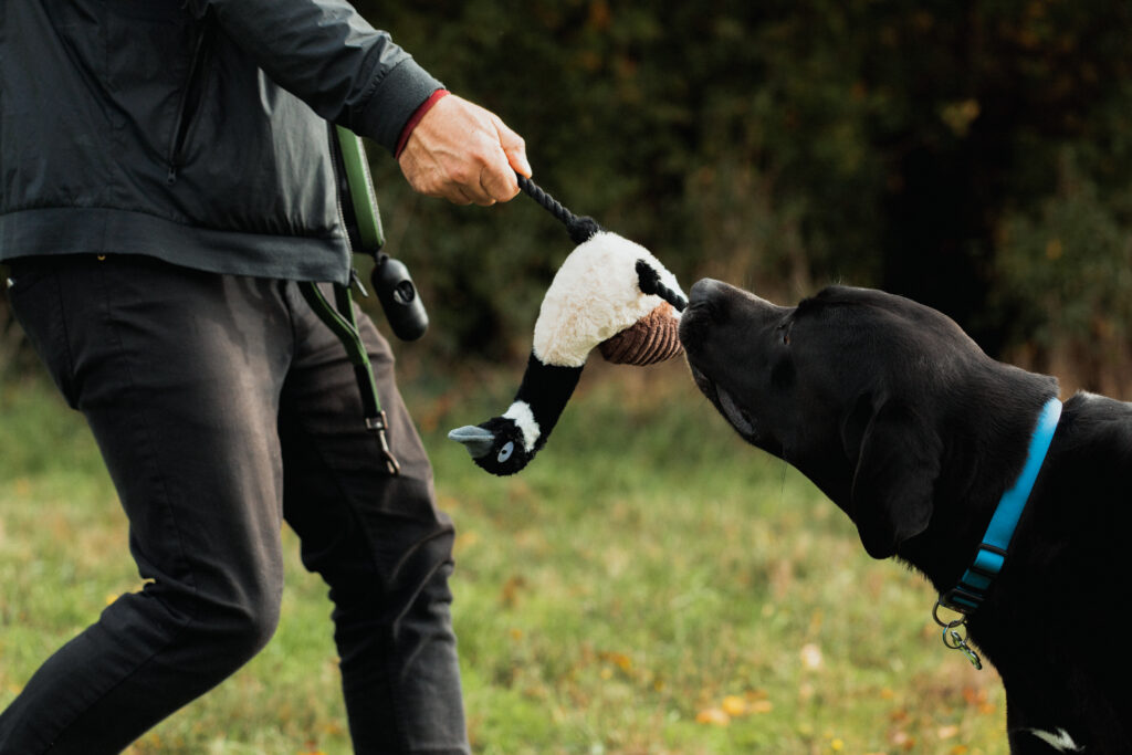 Val – Canada Goose